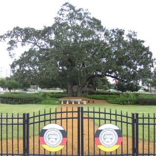 Council Oak Tree (Hollywood, Florida)
