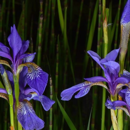 Jardin des Fontaines Pétrifiantes