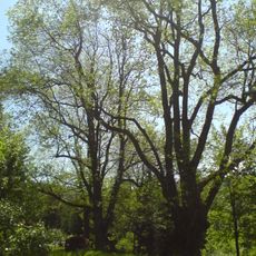 Jasany na Brčálníku