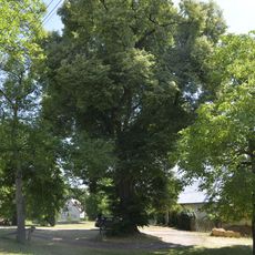 Tilia cordata in Koryta