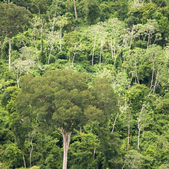Chiquitano dry forests