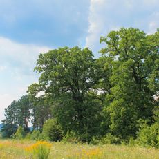 Pivnichno-Mostivskyi Nature Reserve