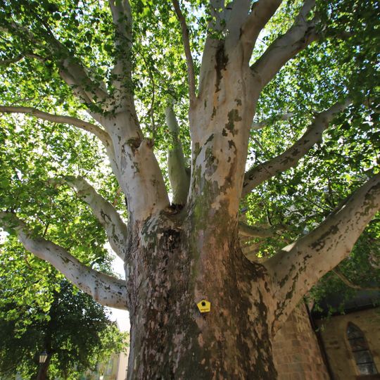 Plane tree in the churchyard of the Frauenkirche