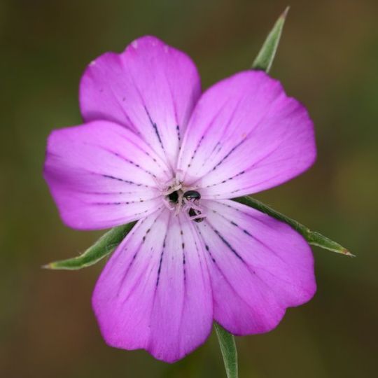 Jardin botanique du Val d'Yser