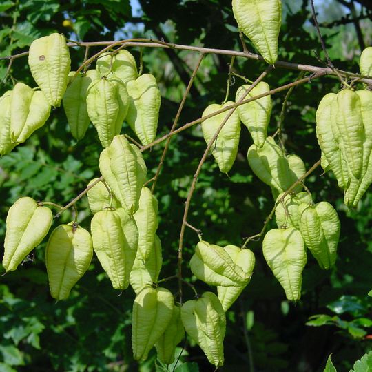 Arboretum de la Cude