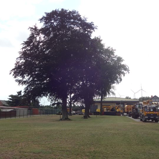 Naturdenkmal Rotbuche