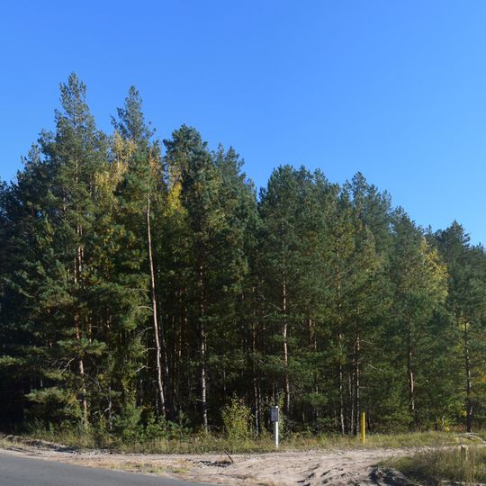 Pine plantations 7.0