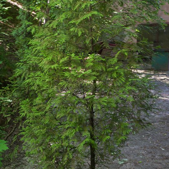 Chamaecyparis horohoplidnyy