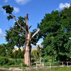 Dub v Křižíkově ulici