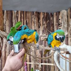 Papugarnia Kubuś & Endriu