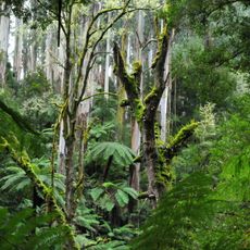Tarra-Bulga National Park