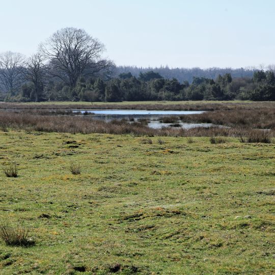 Haselünner Kuhweide