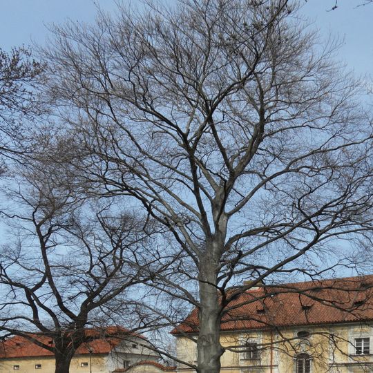 Buk za Obecním dvorem