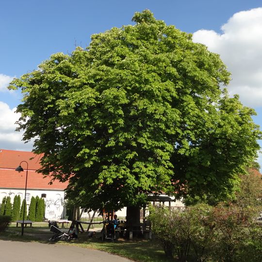 Naturdenkmal Rosskastanie Dorfstraße; Flur 2, Flurstück 20/2, 349 in Wahlsdorf