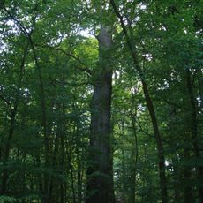 Dub u hájenky Černá blata