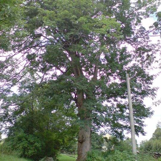 Dvojice klenů v Horním Poli