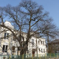 Kaštanovník v Zábřehu nad Odrou