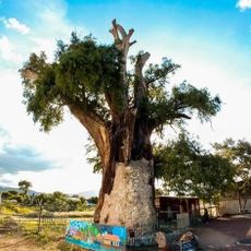 Abuelo Guardián de la ciudad de Oaxaca
