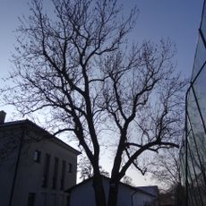 Jasan ztepilý v Horních Počernicích