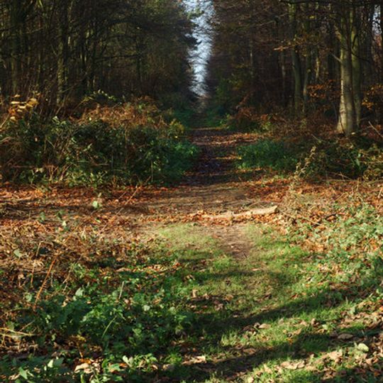 Heath Wood