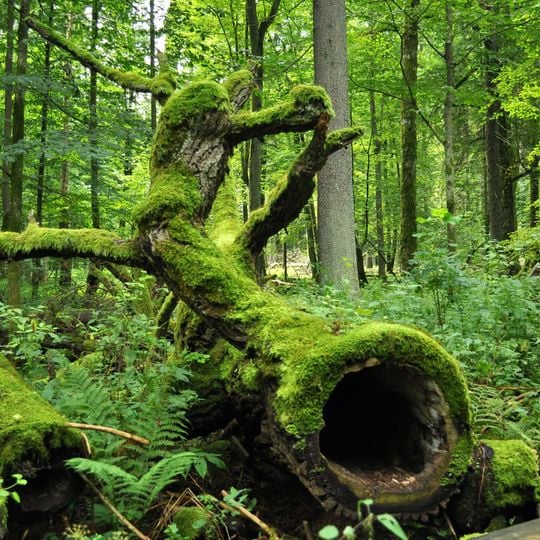 Parco nazionale di Białowieza