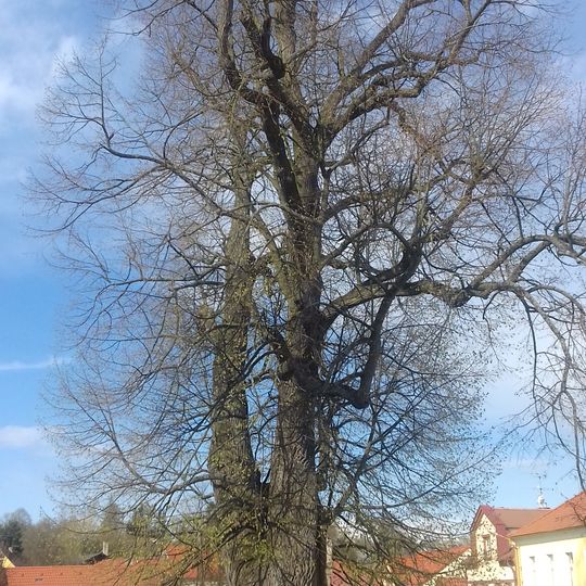Lípa malolistá u kostela v Postupici