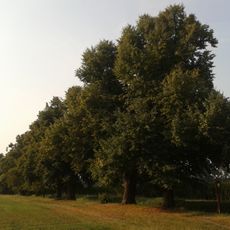 Lipové stromořadí u Cholinky