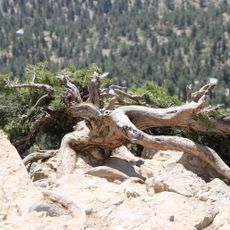 Ziarat Juniper Forest