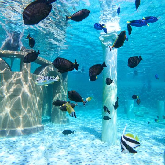 SeAlanya Dolphinpark