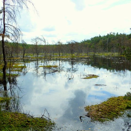Rezerwat przyrody Bocianowskie Bagno