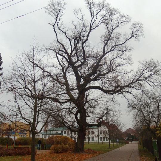 Vrchlabský javor mléč