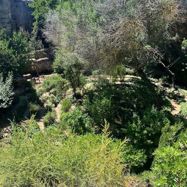 Labyrinth of plants