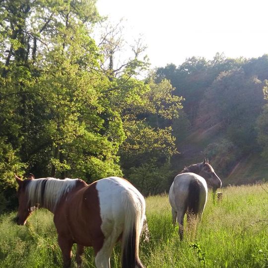 Ferme Equestre Crinière au Vent - Camping