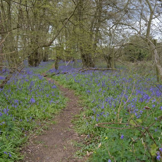 Quendon Wood