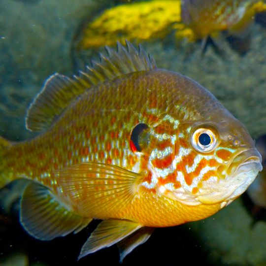 Grand Aquarium de Touraine