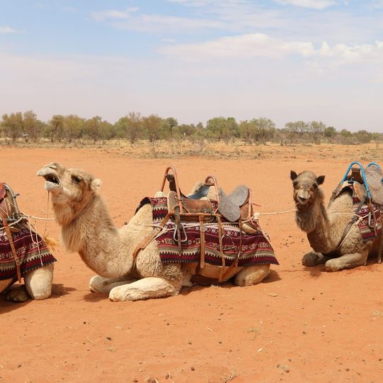 Camels Australia
