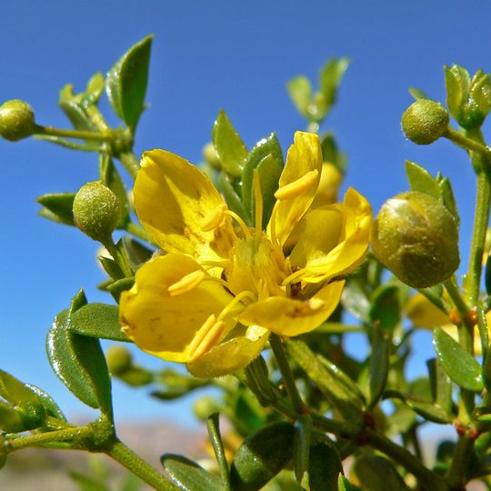 Chihuahuan Desert Nature Center and Botanical Gardens