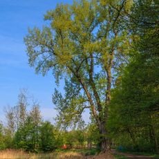 1 ks topolu černého na p.p.č. 226/1 v k.ú. Klenovka