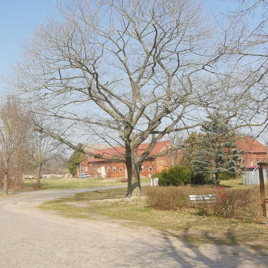 Naturdenkmal Stieleiche Frauenhorst, neben dem Spielplatz; Flur 2, Flurstück 117/5 in Frauenhorst