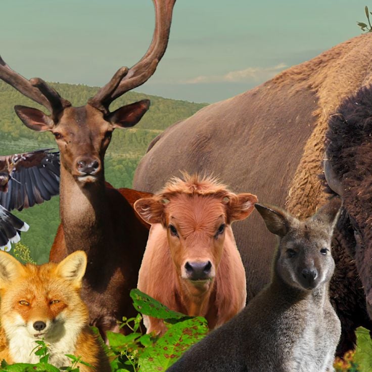 Parque animal del Hérisson