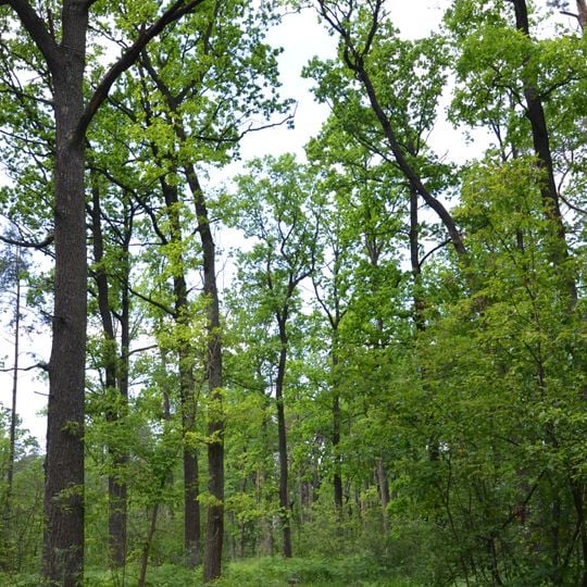 Pine-oak plantations