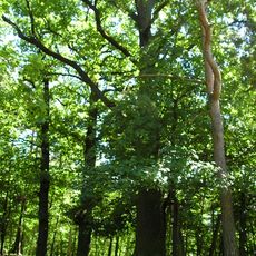 Dub letní Na Vinicích