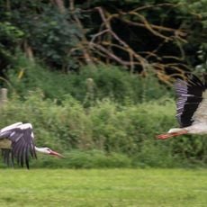 Landschaftsschutzgebiet Auenverbund Lahn-Ohm