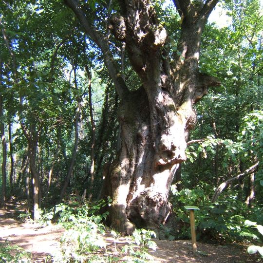 Lipa z Felsőmocsolád