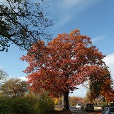 Naturdenkmal  [[Eichen|Eiche]]-[[Roteiche]] (''Quercus rubra'') Universitätsplatz in Schmellwitz
