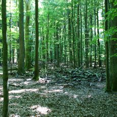 Rezerwat przyrody Sośnica