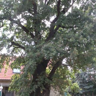 Naturdenkmal  [[Eichen|Eiche]]-[[Stieleiche]] (''Quercus robur'') Cottbuser Weg 10 in Saspow