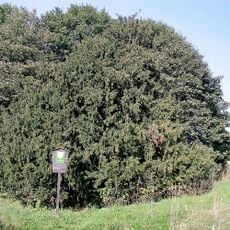 Tis v Krompachu - v louce