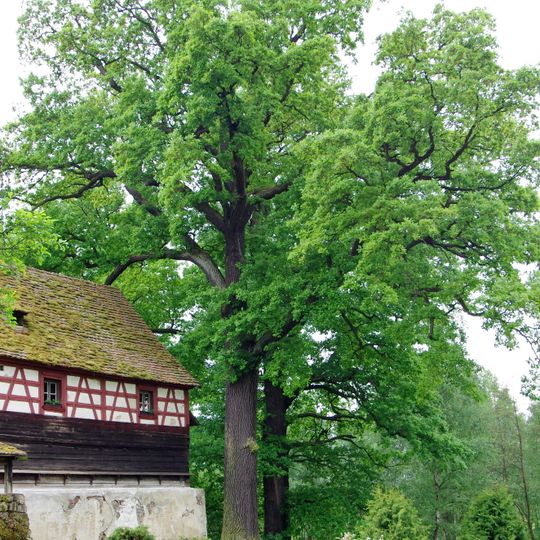 Duby u statku Tuřany čp. 3