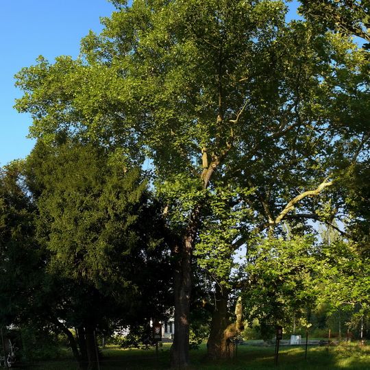 Liliovník tulipánokvětý v Josefově Dole